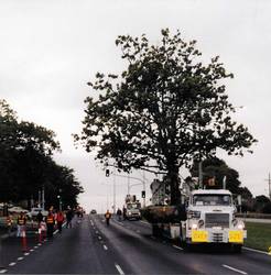 Large Tree Transport